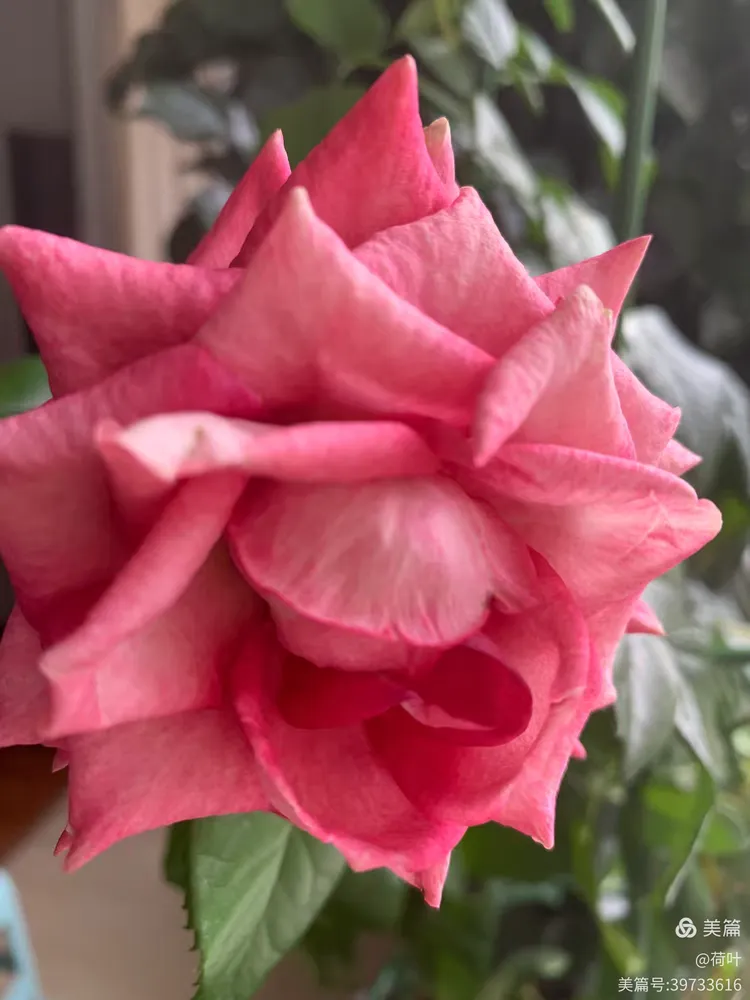 今天是二月初一啦！我的长寿花和玫瑰花🌹依然开得好美哦！🌹🌹🌹🌼🌼🌼🎈🎈🎈♥️♥️♥️